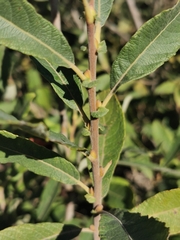 Salix cinerea