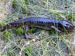 Ambystoma tigrinum
