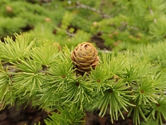 Larix kaempferi