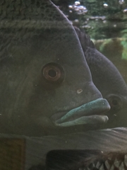 Heterotilapia buettikoferi
