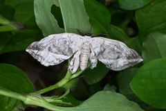 Cyclidia substigmaria