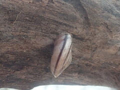 Oreohelix