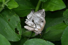 Cyclidia substigmaria