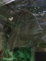 Heterotilapia buettikoferi