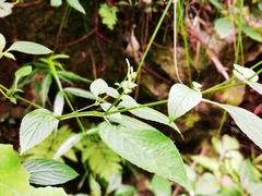 Strobilanthes henryi