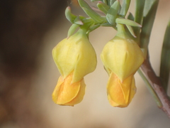 Hermannia aff-denudata