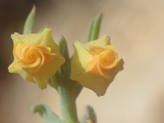 Hermannia aff-denudata