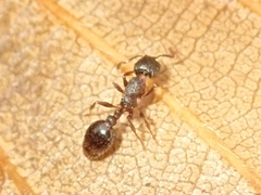 Leptothorax acervorum