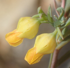 Hermannia aff-denudata