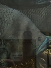 Heterotilapia buettikoferi