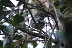 Anthochaera chrysoptera