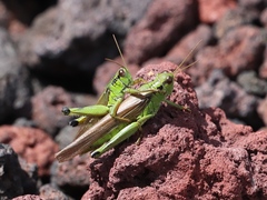 Ognevia longipennis