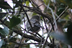 Anthochaera chrysoptera