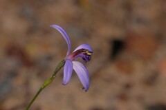 Pheladenia deformis