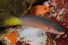 Pyle's Dottyback photo 1