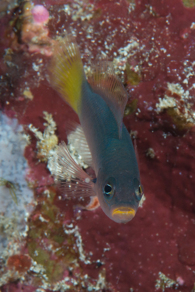 Pyle's dottyback (Pseudochromis pylei) — Pseudochromidae