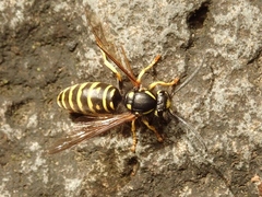 Vespula austriaca