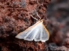 Palpita nigropunctalis