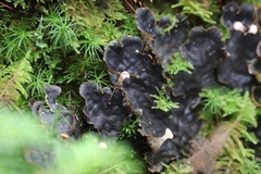 Peltigerales