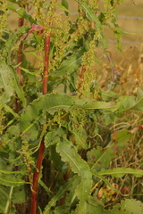 Rumex conglomeratus