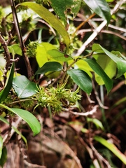 Zanthoxylum echinocarpum