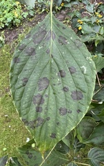 Pseudocercospora cornicola