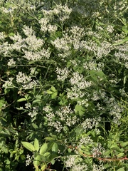 Eupatorium serotinum