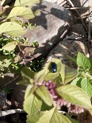 Plagiodera versicolora