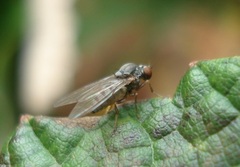 Protoclythia modesta