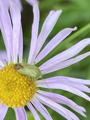 Taylorilygus apicalis