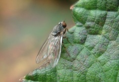 Protoclythia modesta