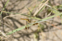 Sympetrum pedemontanum