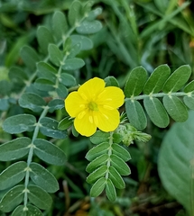 Tribulus terrestris