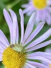 Taylorilygus apicalis