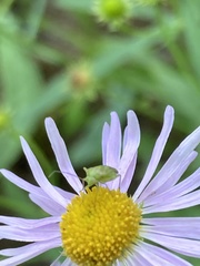 Taylorilygus apicalis