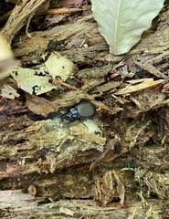 Sphaeroderus