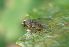 Protoclythia modesta