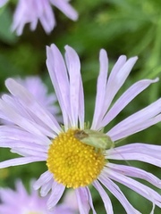 Taylorilygus apicalis