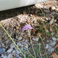 Knautia dipsacifolia