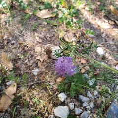 Knautia dipsacifolia