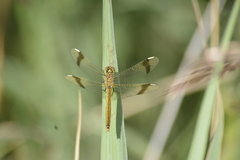 Sympetrum pedemontanum