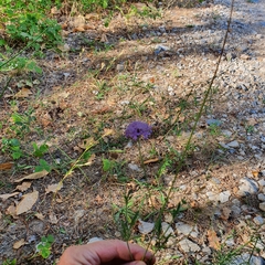 Knautia dipsacifolia