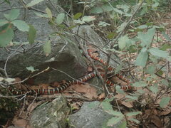 Lampropeltis knoblochi