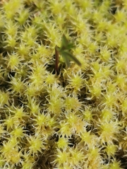Racomitrium canescens