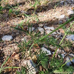 Knautia dipsacifolia