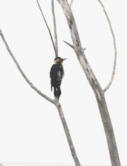 Dendrocopos syriacus