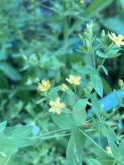 Hypericum mutilum
