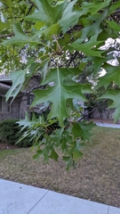 Quercus shumardii
