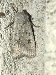 Agrotis vetusta