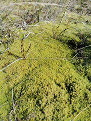 Racomitrium canescens